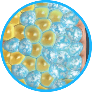 Illustration of fat cells crystallising under cooling for CoolSculpting fat freezing in London